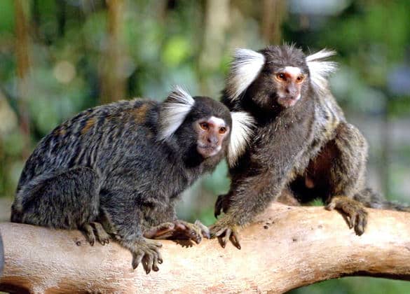 動物図鑑・コモンマーモセット